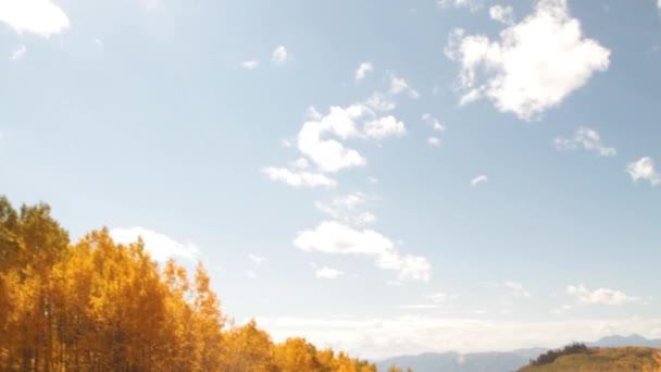 Árboles de Aspen y campo herboso — Vídeos de Stock