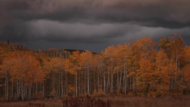 Aspen Grove de otoño — Vídeos de Stock