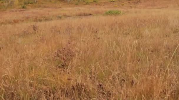 Stylos jaunes dans la forêt 