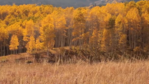 Горный луг с желтыми осинами и индийским вигвамом — стоковое видео