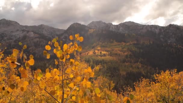 Aspens amarillos y picos de montaña — Vídeos de Stock