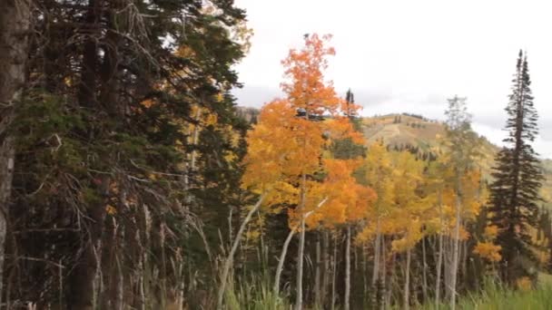 Горы с жёлтыми осинами — стоковое видео
