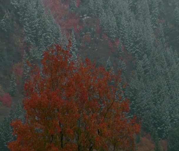 秋天的树木与远处的雪松树 — 图库视频影像