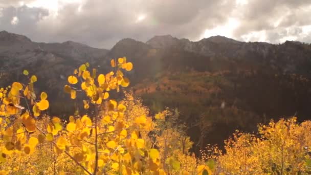 Yellow aspens and mountain peaks — Stock Video