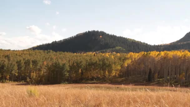 Mountain meadow with yellow aspens — Stock Video