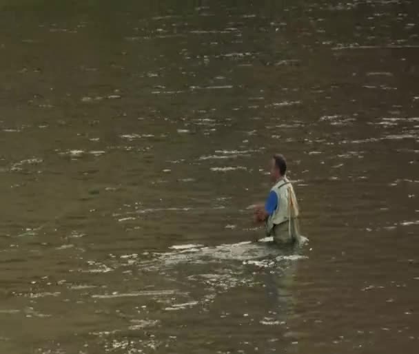 Fly fisherman in hip waders in river — Stock Video