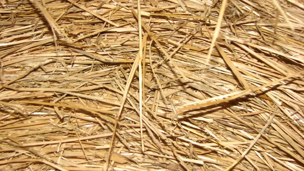 Запас сена — стоковое фото