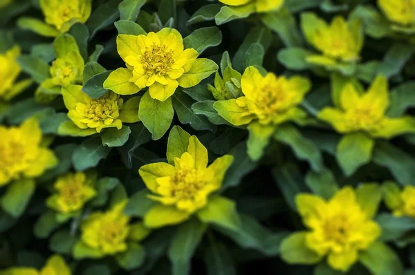 Изолированные жёлтые цветущие кусты — стоковое фото