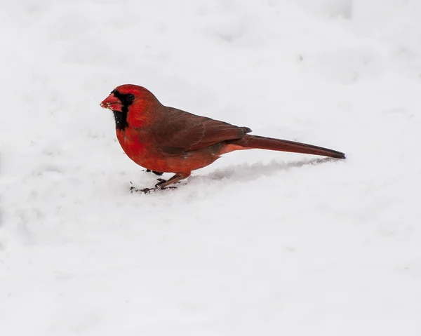 Manliga kardinal stående i snön. — Stockfoto