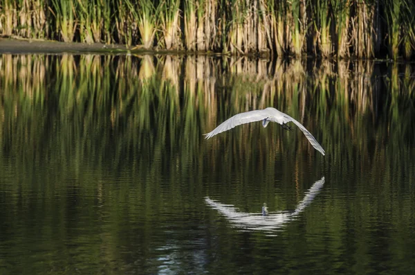 Egret arches over water — Stock Photo, Image