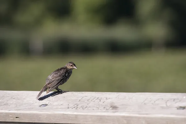 Little bird on a wooden rail with carved letters. — Stock Photo, Image