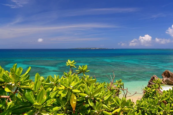 Yaz gökyüzü ve Okinawa astropikal bitkilerinin yeşili — Stok fotoğraf