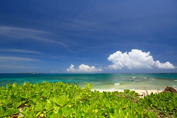 Cielo de verano y el verde de las plantas subtropicales de Okinawa — Foto de Stock