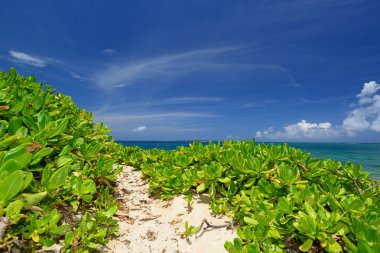 güzel subtropikal okinawa