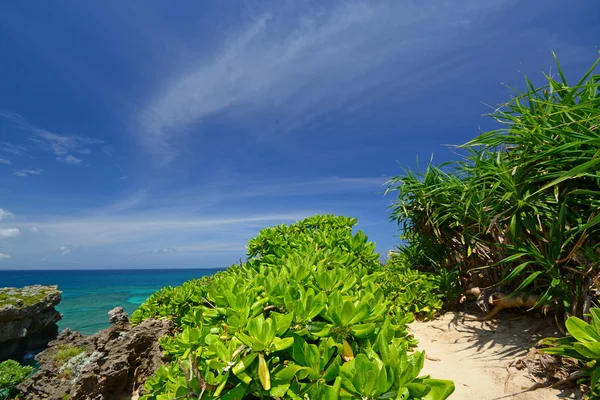 Zomer lucht en het groen van de Okinawa subtropische planten — Stockfoto