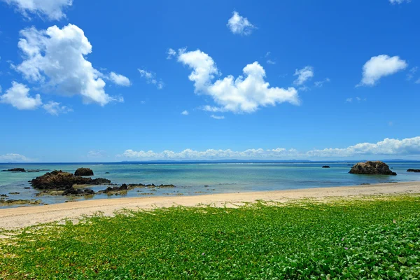 Blå himmel och subtropiska växter i okinawa — Stockfoto