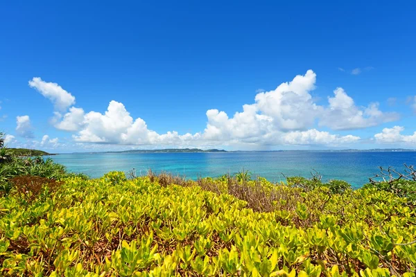 Blå himmel og subtropiske planter på Okinawa – stockfoto