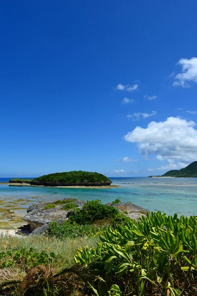 Blue sky and subtropical plants of Okinawa — Stock Photo, Image