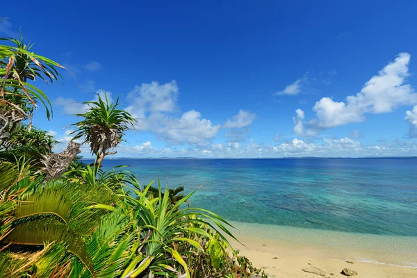 夏の空と沖縄亜熱帯植物の緑 — ストック写真