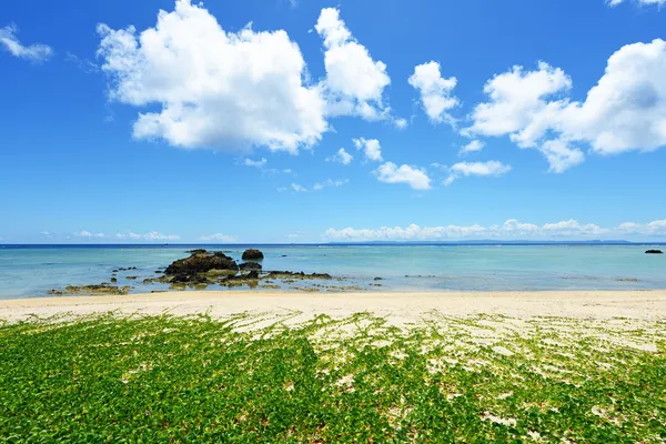 Blue sea and subtropical plants of Okinawa — Stock Photo, Image