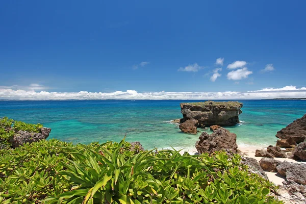 Cielo azul y plantas subtropicales de Okinawa — Foto de Stock