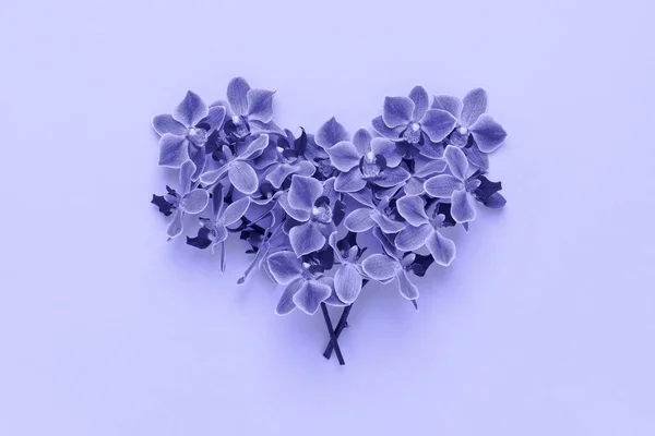 Violet virágok szív alakú Nagyon peri szín háttér. — Stock Fotó