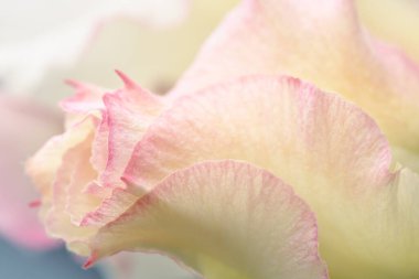 Hafif krema ve pembe gül tomurcukları, yumuşak pastel çiçek arka planı..