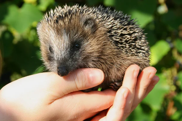 Egel — Stockfoto