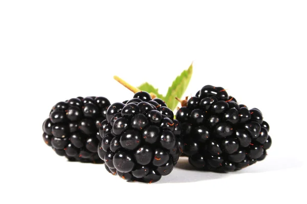 Brambles — Stock Photo, Image