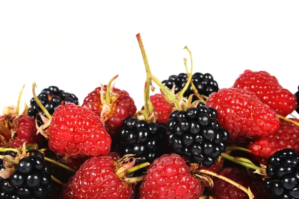 Raspberries and brambles — Stock Photo, Image