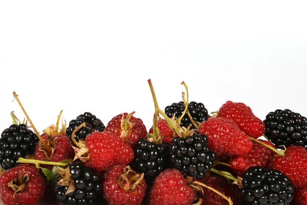 Raspberries and brambles — Stock Photo, Image