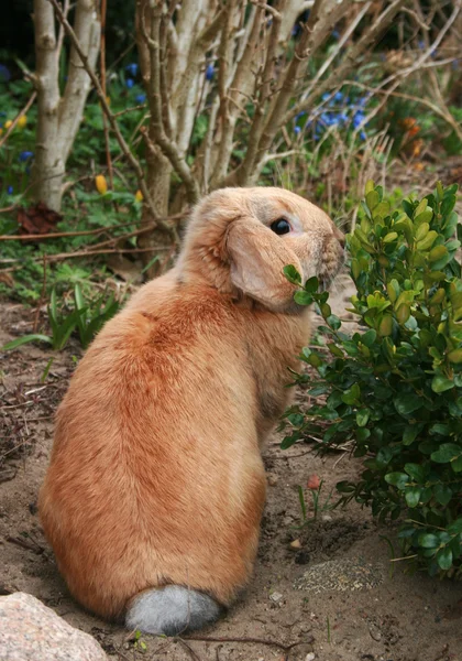 Kaninchen — Stockfoto