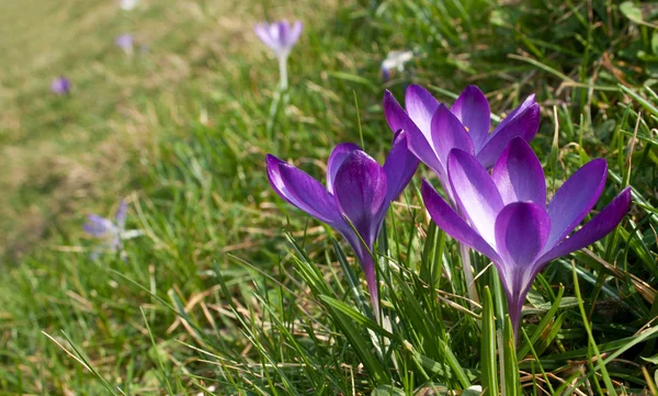 Krokus — Zdjęcie stockowe