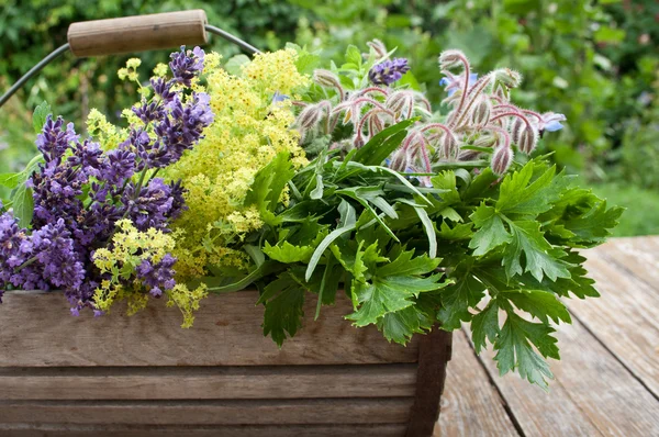 Basket with herbs — Stock Photo, Image