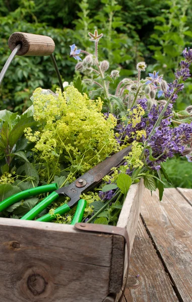 Basket with herbs — Stock Photo, Image