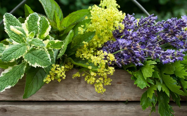 Korb mit Kräutern — Stockfoto