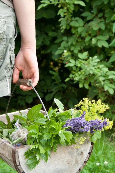 Basket with herbs — Stock Photo, Image