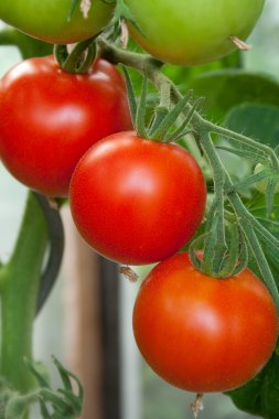  Olgun, kırmızı domates 