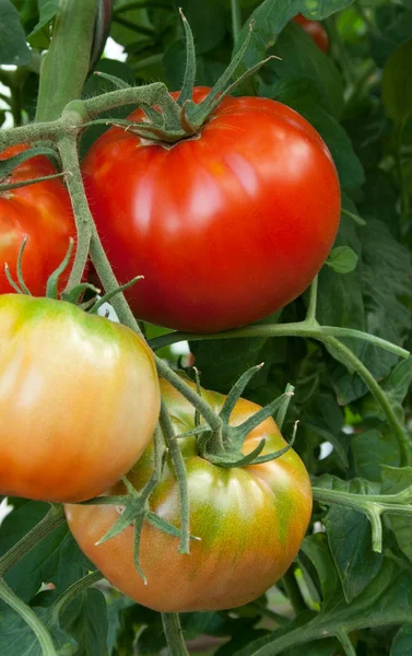 Πράσινη και κόκκινη beeftomatoes — Φωτογραφία Αρχείου