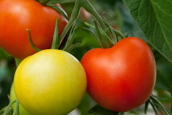 Tomates vermelhos e verdes — Fotografia de Stock