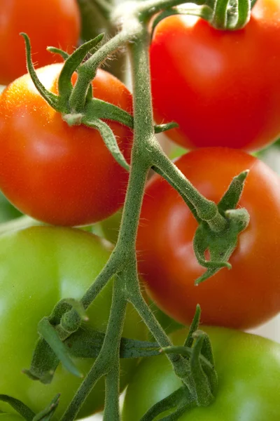 Röda och gröna tomater — Stockfoto