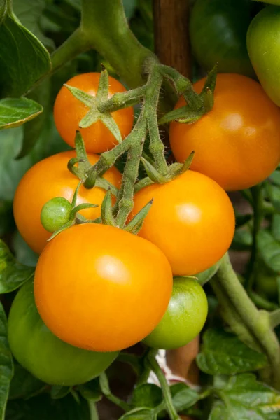 Tomates — Foto de Stock