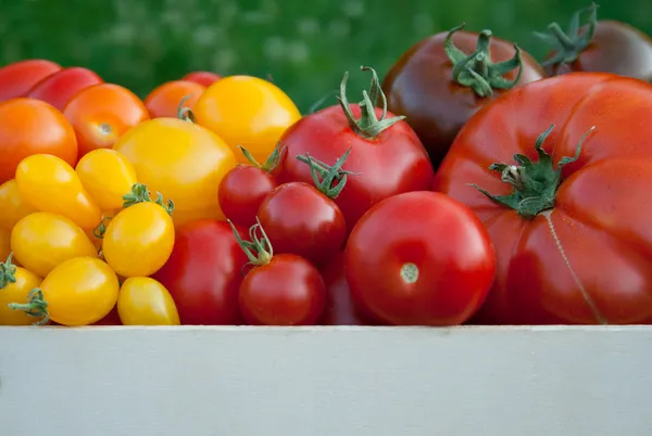 Tomates — Fotografia de Stock