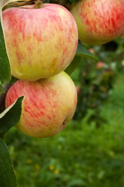 Apples — Stock Photo, Image