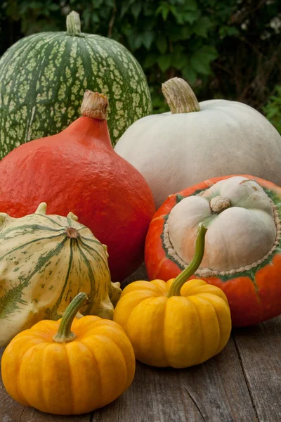 Calabazas — Foto de Stock