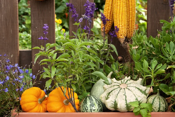 Herfst — Stockfoto