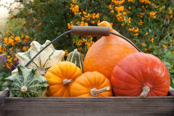 Calabazas — Foto de Stock