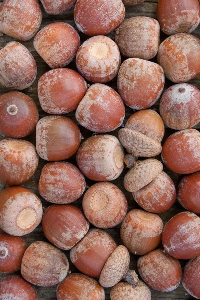 Acorns — Stock Photo, Image