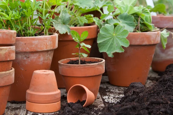 Flowerpots — Stock Photo, Image