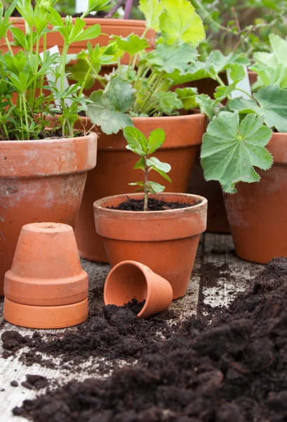 Bloempotten — Stockfoto